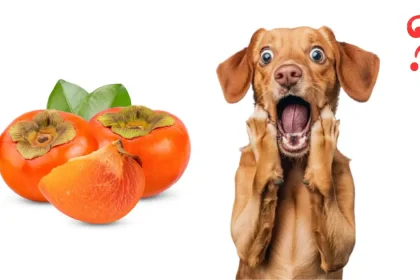 can dog eat persimmon
