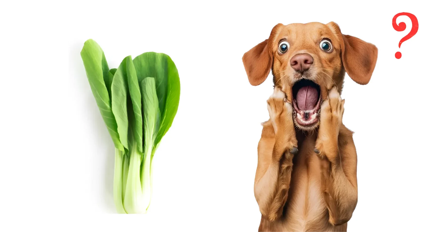 can dogs eat bok choy