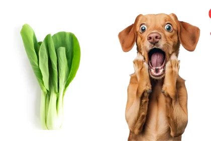 can dogs eat bok choy
