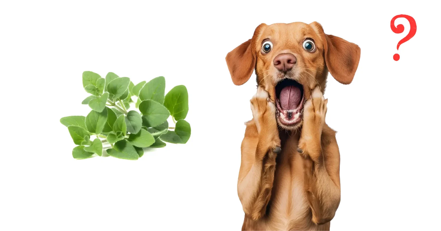can dogs eat oregano