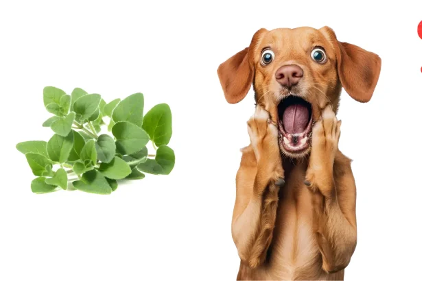 can dogs eat oregano