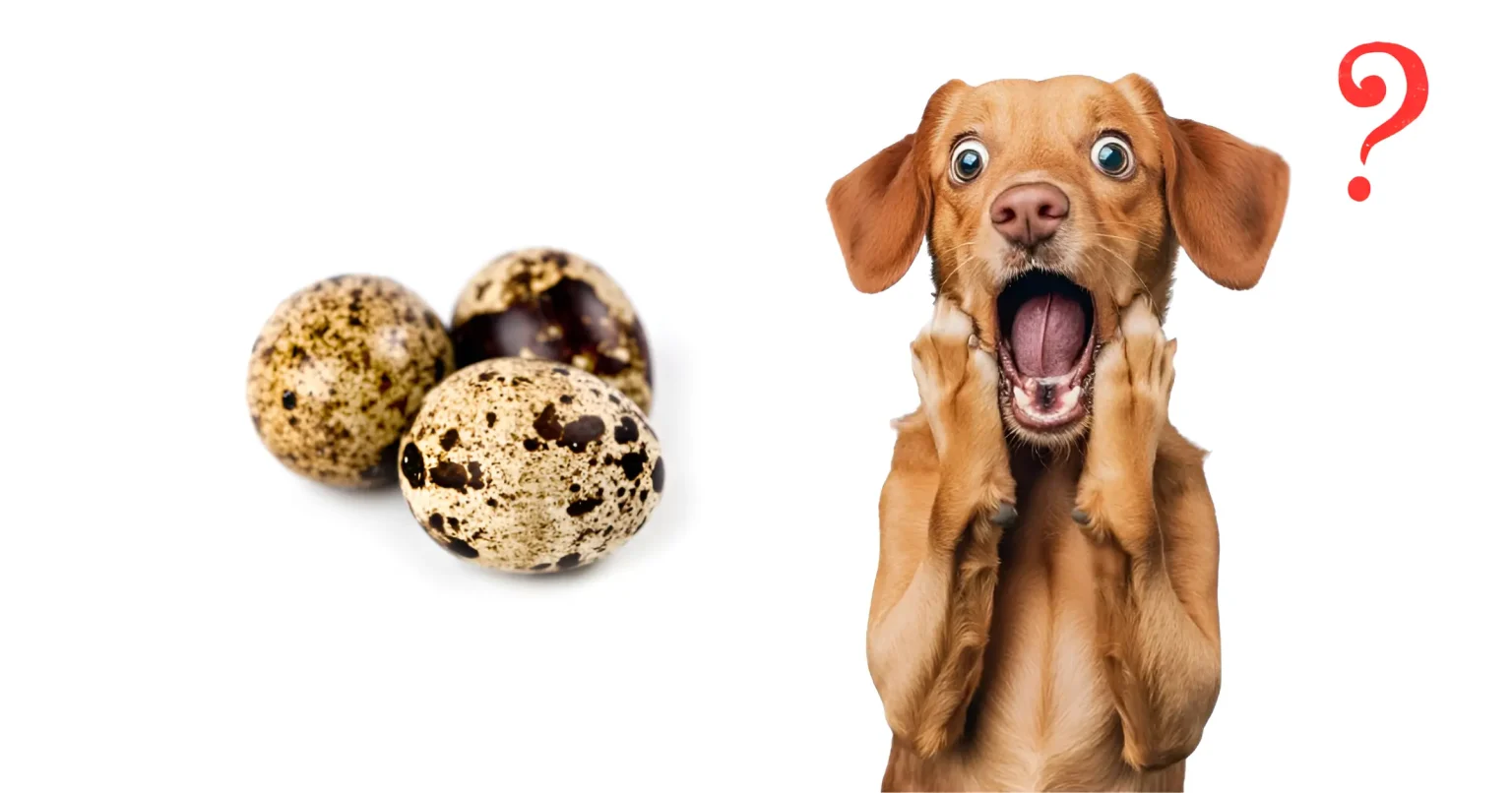 can dogs eat quail eggs