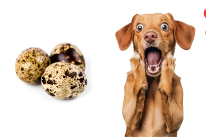 can dogs eat quail eggs