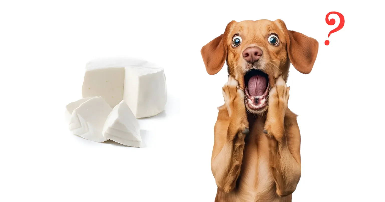 can dogs eat queso fresco