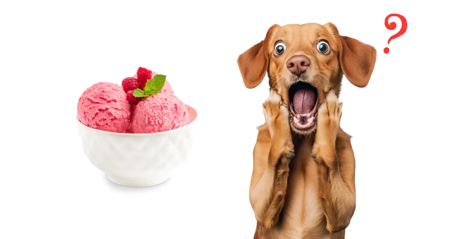 can dogs eat sherbet