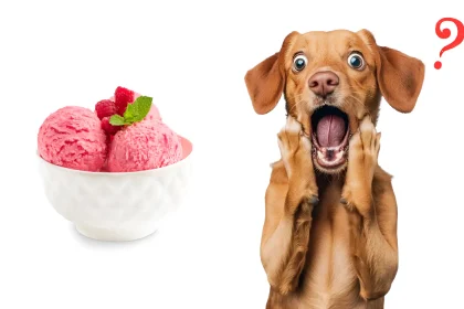 can dogs eat sherbet