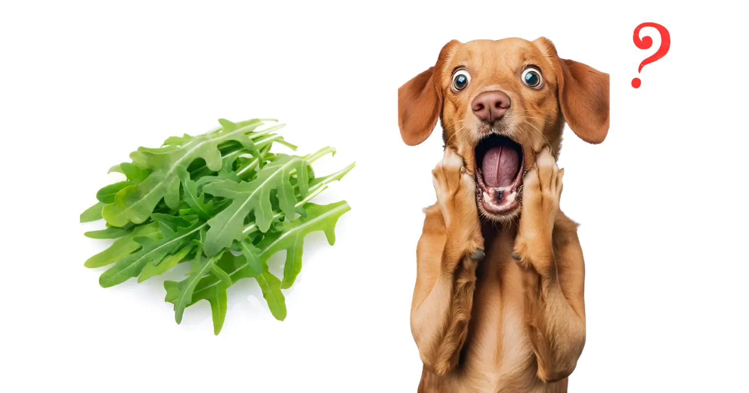 can dogs have arugula