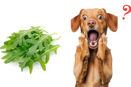 can dogs have arugula
