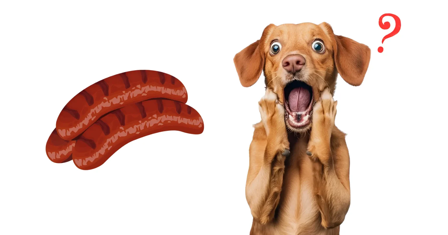 can dogs have chorizo