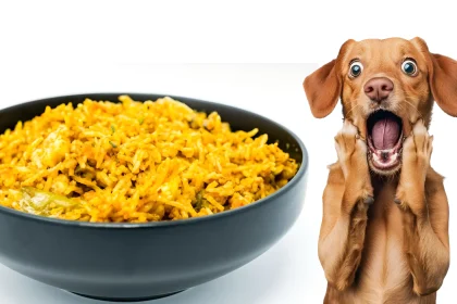 can dogs have yellow rice