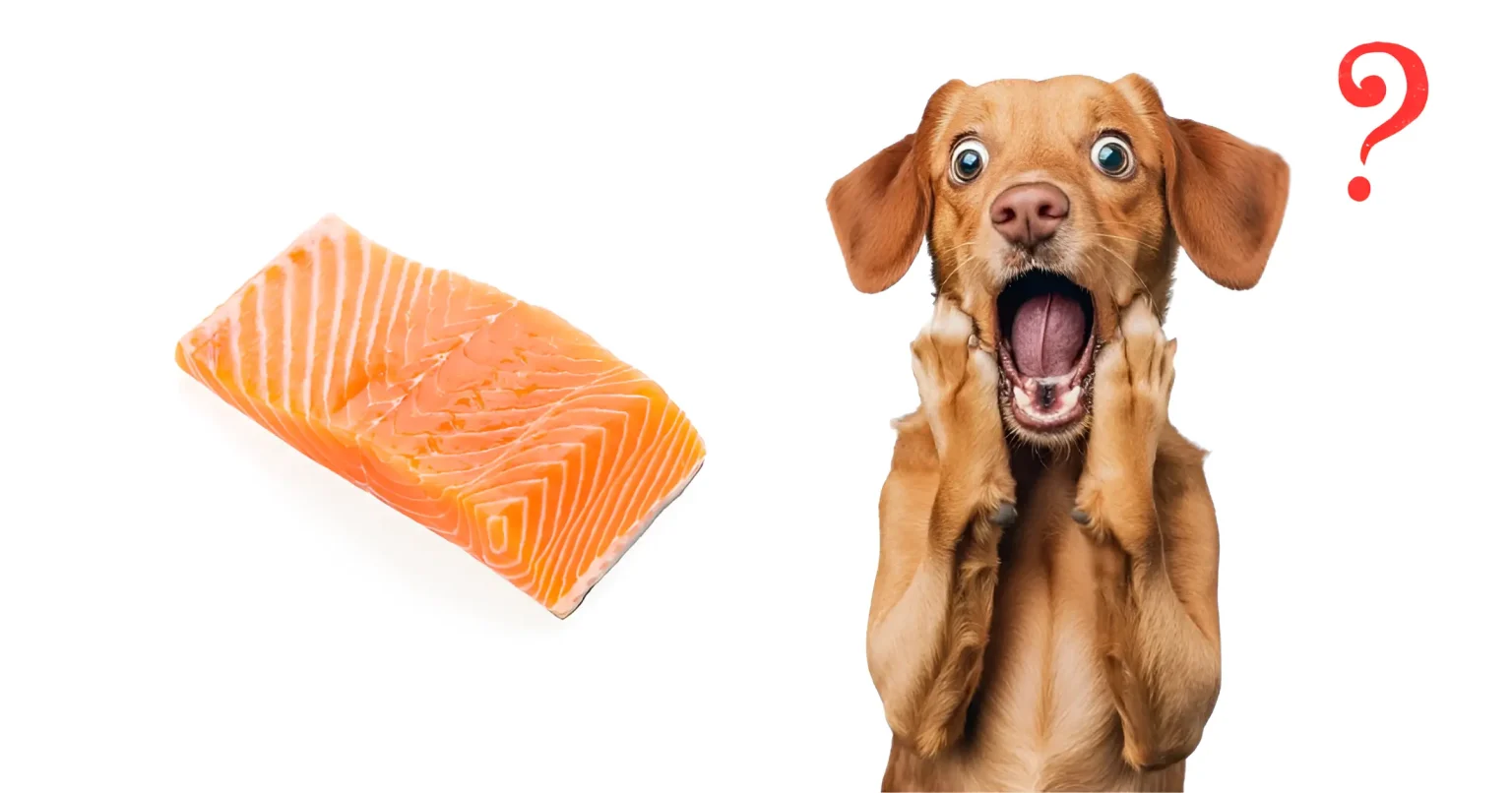 salmon dog food recipe
