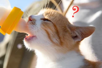 what does cat milk taste like