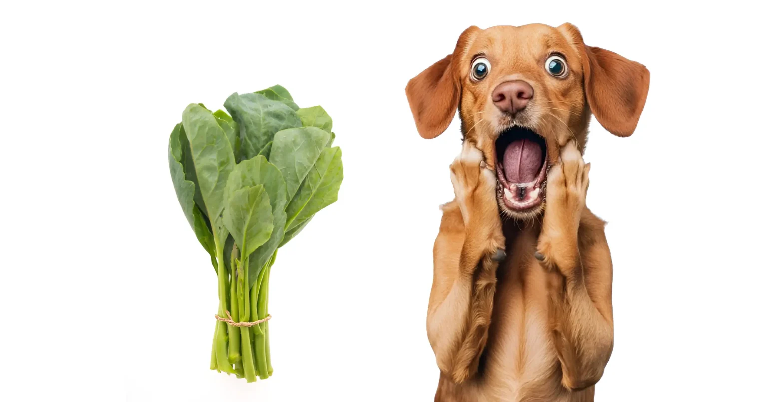 are collard greens good for dogs