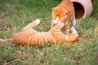 are orange cats dumber