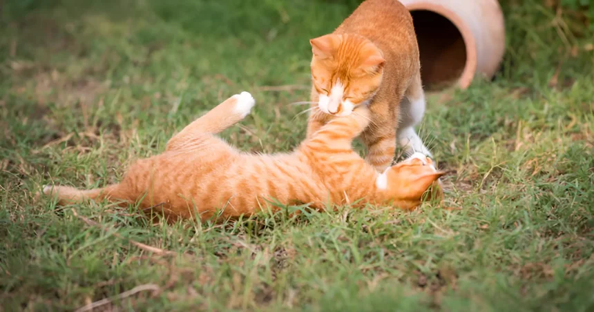 are orange cats dumber