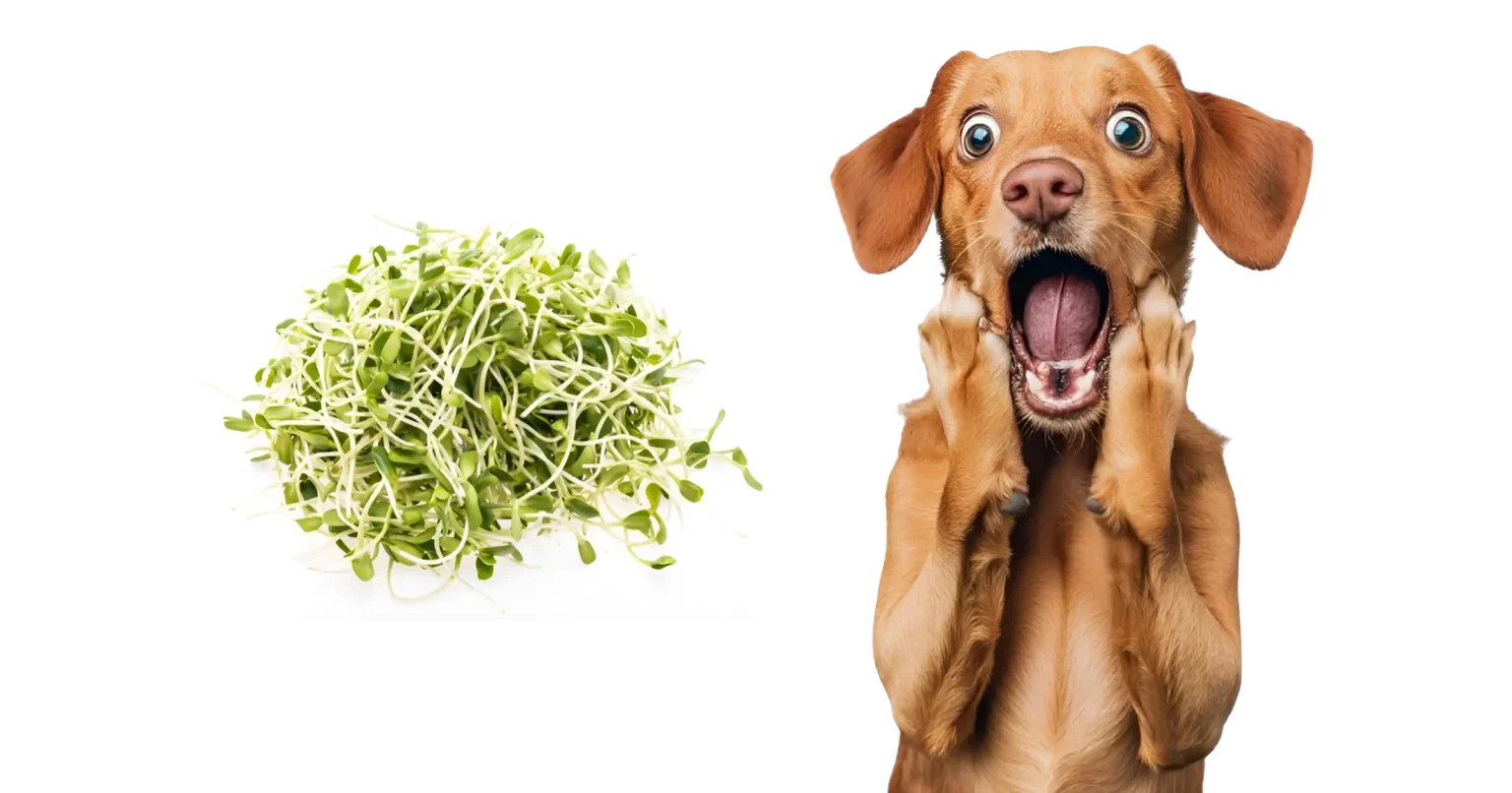 can dogs eat alfalfa sprouts