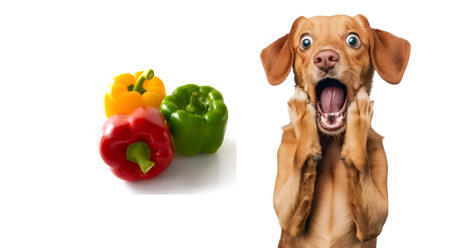 can dogs eat capsicum