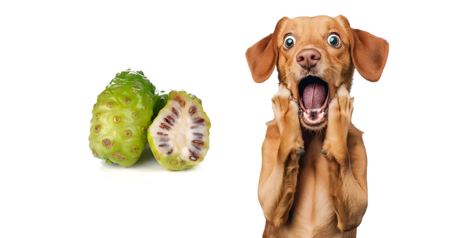 can dogs eat cherimoya
