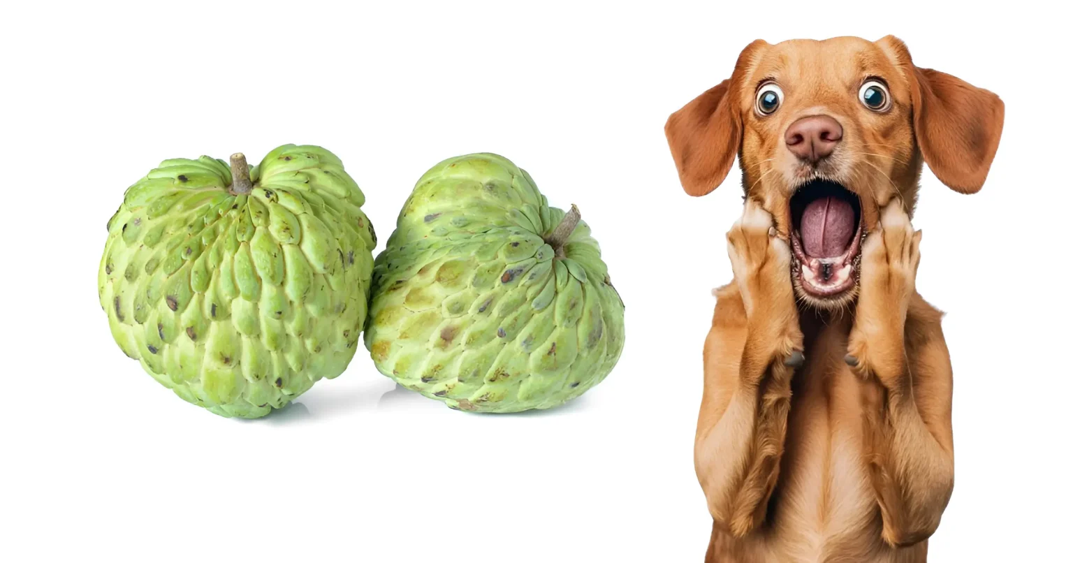 can dogs eat custard apple