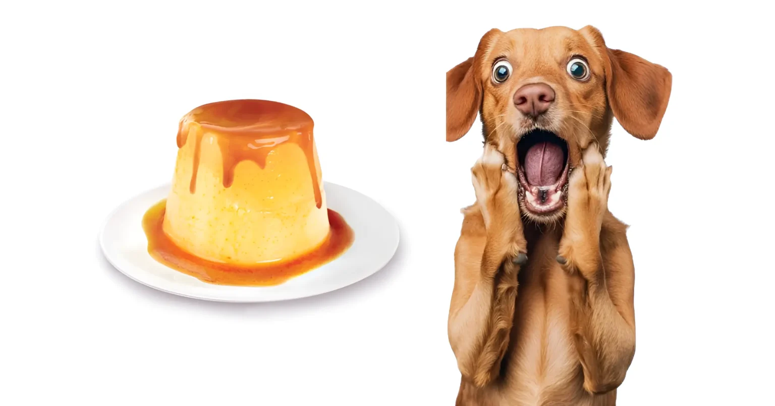 can dogs eat flan