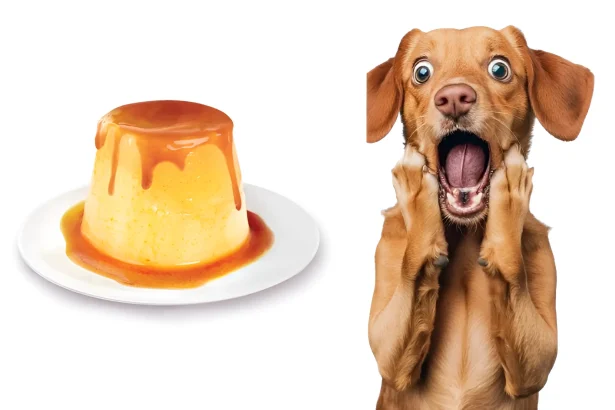 can dogs eat flan