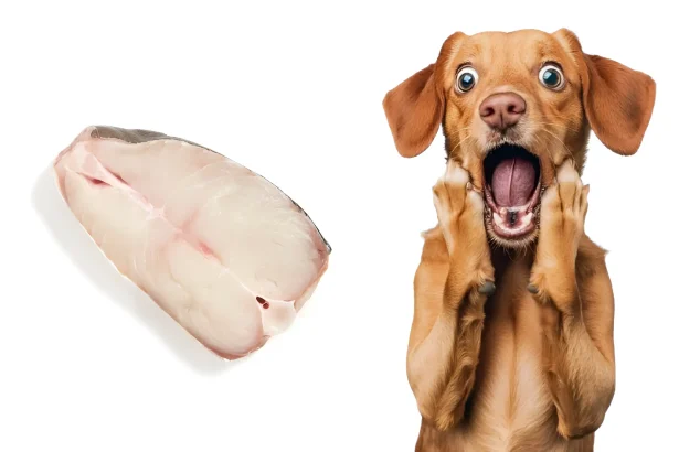 can dogs eat halibut