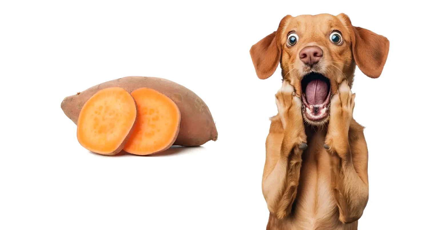 can dogs eat sweet potatoes