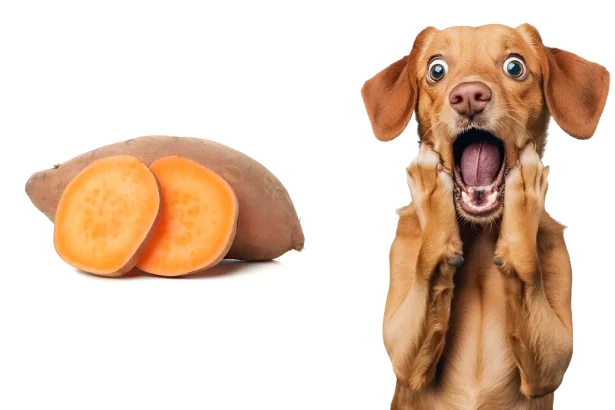 can dogs eat sweet potatoes