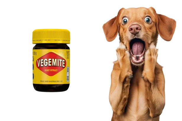 can dogs eat vegemite