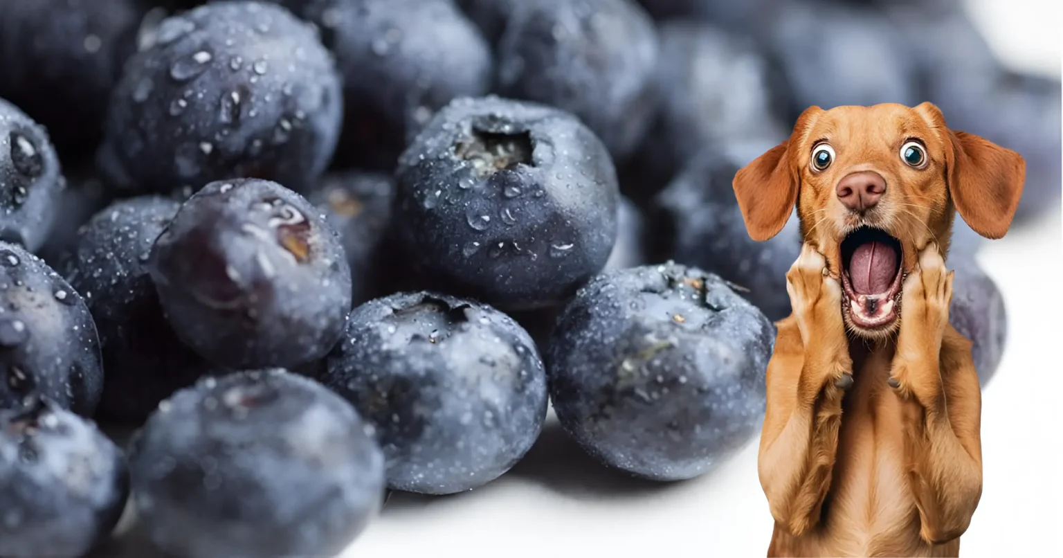 can dogs have huckleberries