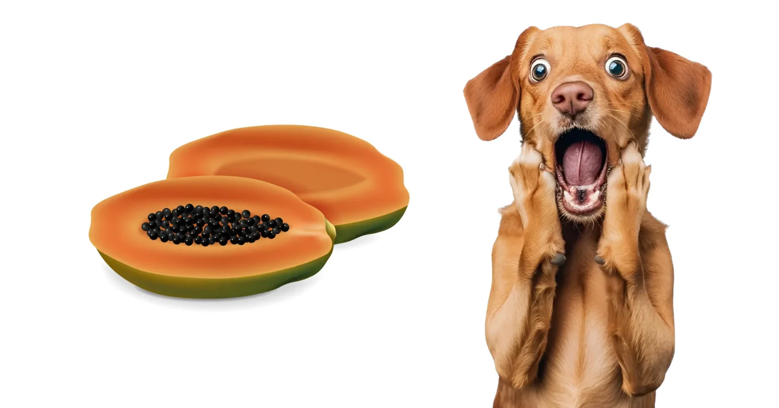 can dogs have papaya