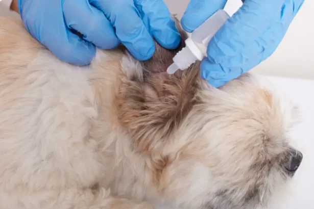 black spots on dog skin