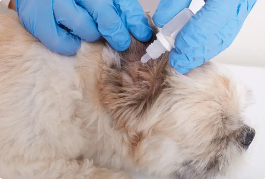 black spots on dog skin