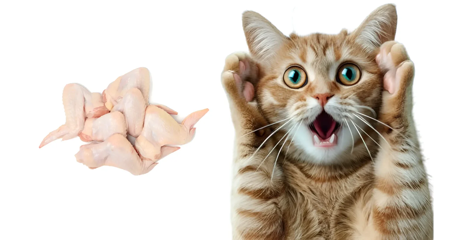 can cats eat chicken gizzards