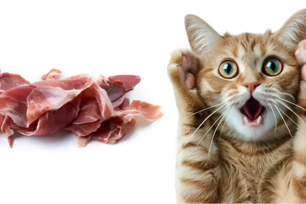 can cats eat pig ears