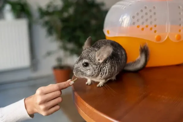 can chinchillas get fleas