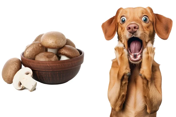 can dogs eat mushrooms