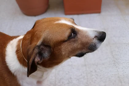the side eye dog