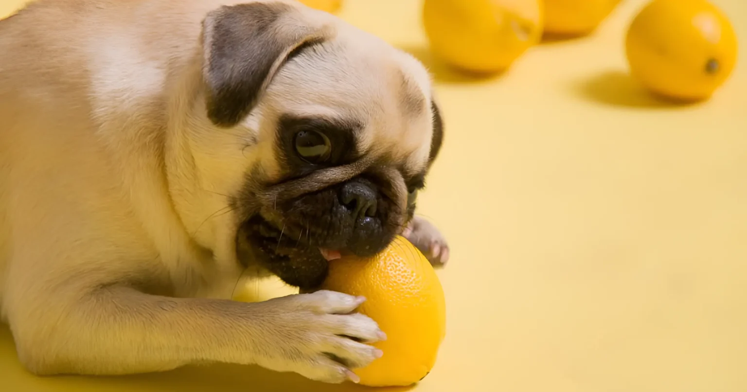 why is my dog throwing up yellow