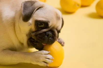 why is my dog throwing up yellow