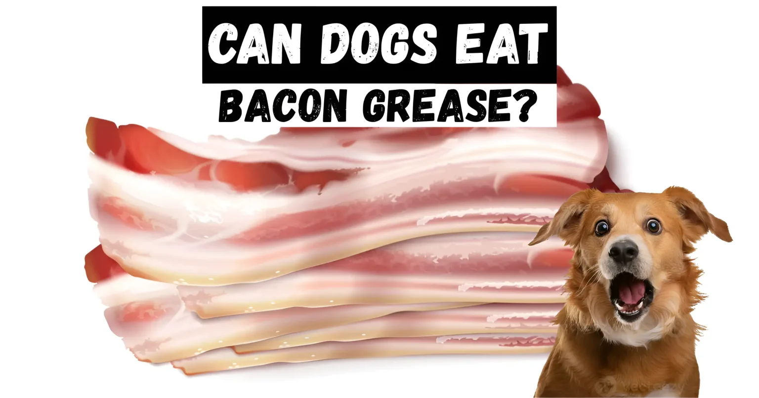 Can Dogs Eat Bacon Grease