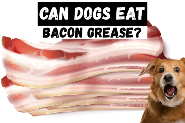 Can Dogs Eat Bacon Grease