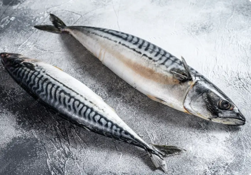 Health Benefits of Mackerel for Dogs