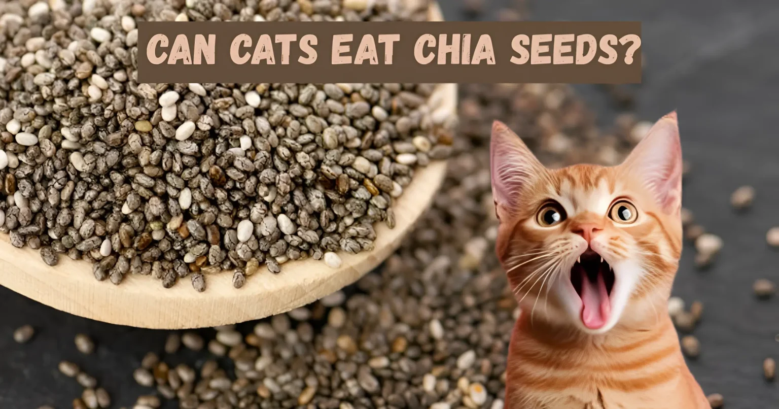 can cats eat chia seeds