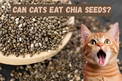 can cats eat chia seeds