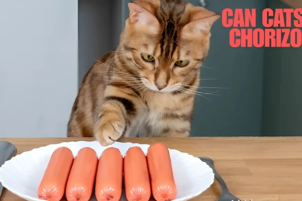 can cats eat chorizo