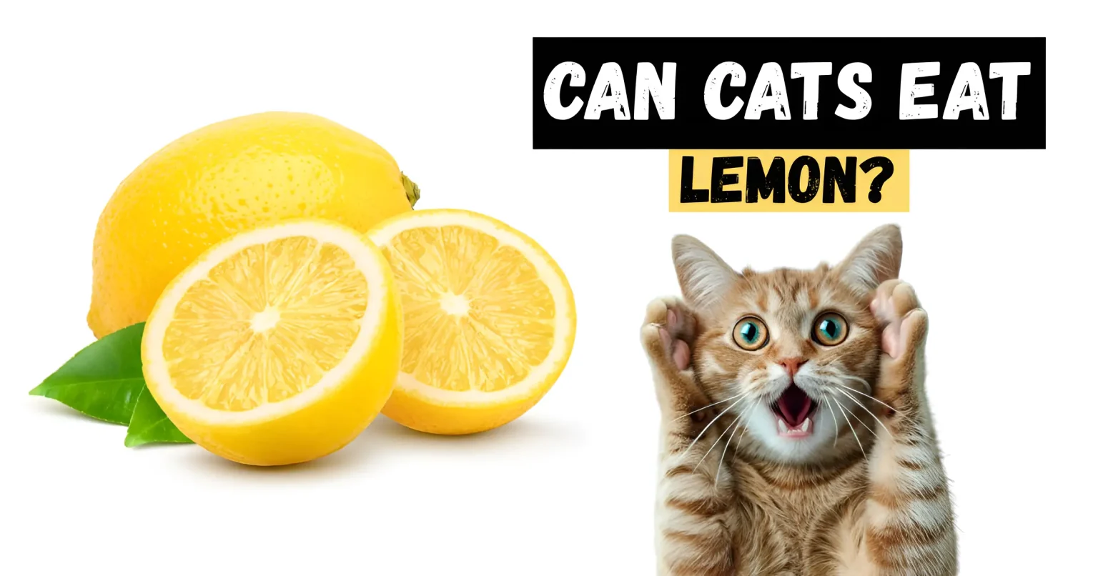 can cats eat lemon