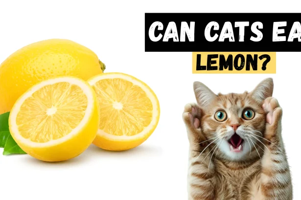 can cats eat lemon