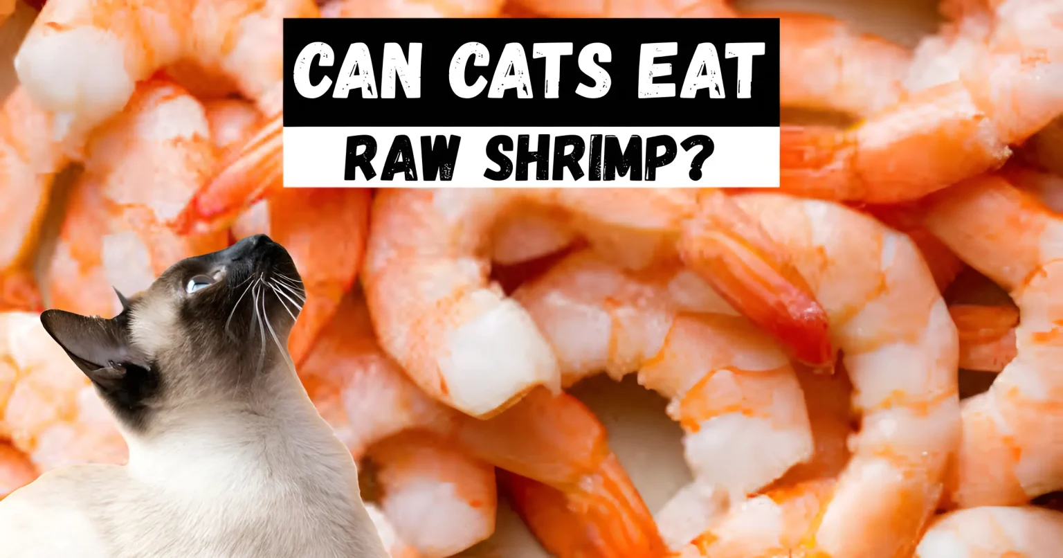 can cats eat raw shrimp