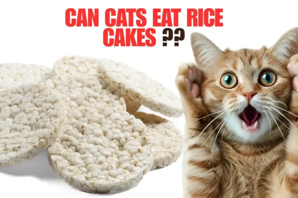 can cats eat rice cakes